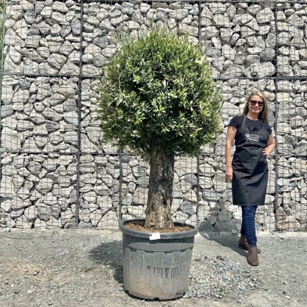 E426 Individual Gnarled Topiary Crown Olive Tree - EE69A849 76F3 4322 A275 80F5450B643D 1 105 c