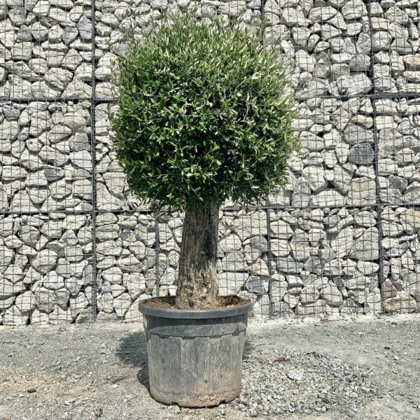 E435 Individual Gnarled Topiary Crown Olive Tree - F02BFD5F 8D26 47F6 B5F7 DDFD623CD1D3 1 105 c