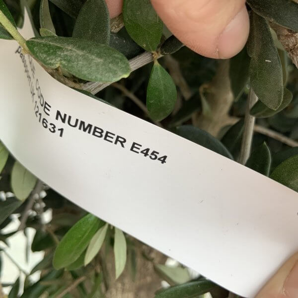 E454 Individual Gnarled Topiary Crown Olive Tree - F0331E06 CF44 4C24 88BC 6CE4D68F0561 1 105 c
