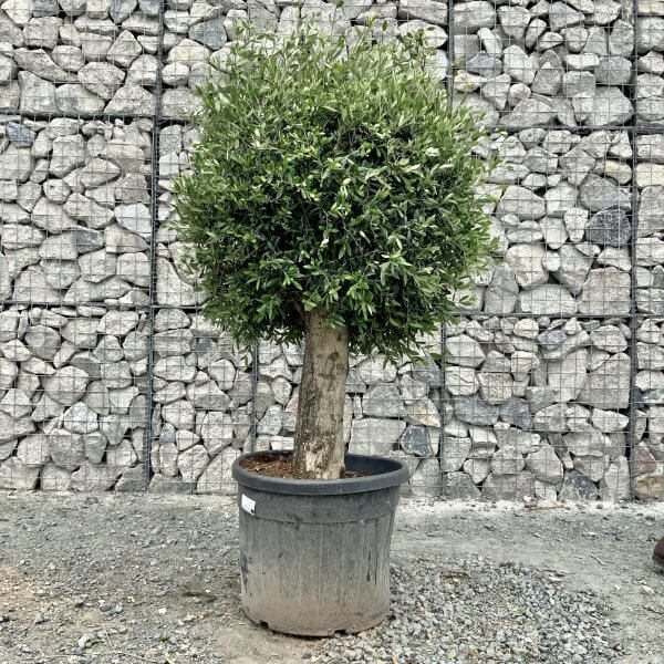 E449 Individual Gnarled Topiary Crown Olive Tree - F0981AB1 B241 491E A47F A6AAC5225D42 scaled