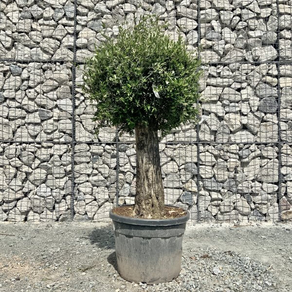 E437 Individual Gnarled Topiary Crown Olive Tree - F4DDADE1 9E2F 4DE9 BD60 83EB5A1BB146 scaled