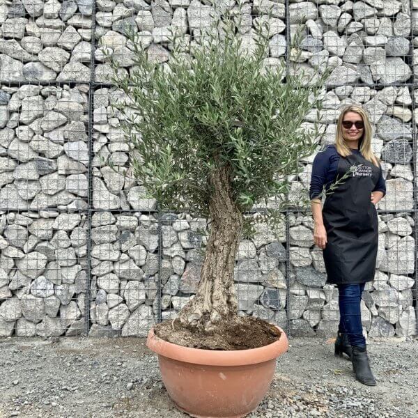 E722 Individual Gnarled Olive Tree (Patio Pot) - F5593684 E991 404A B103 77B7367B3CDC 1 105 c