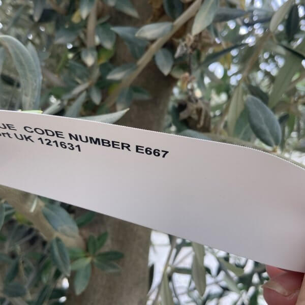 E667 Gnarled Multi stem Olive Tree - F55E0E15 9E69 4A0B 8FF6 75415095806D 1 105 c