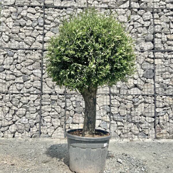 E434 Individual Gnarled Topiary Crown Olive Tree - F67DD0D2 8BF5 45BF 98AE 391FDDC18E61 1 105 c