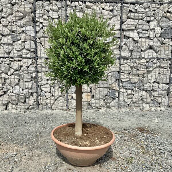 E479 Individual Topiary Crown Olive Tree - F78D1EFD A31A 4A8A 8E6F D7F48F665C07 1 105 c