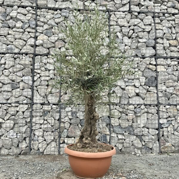 E701 Individual Gnarled Olive Tree (Patio Pot) - F81B9B69 A787 41EC 8E55 B07DFCEED42D 1 105 c