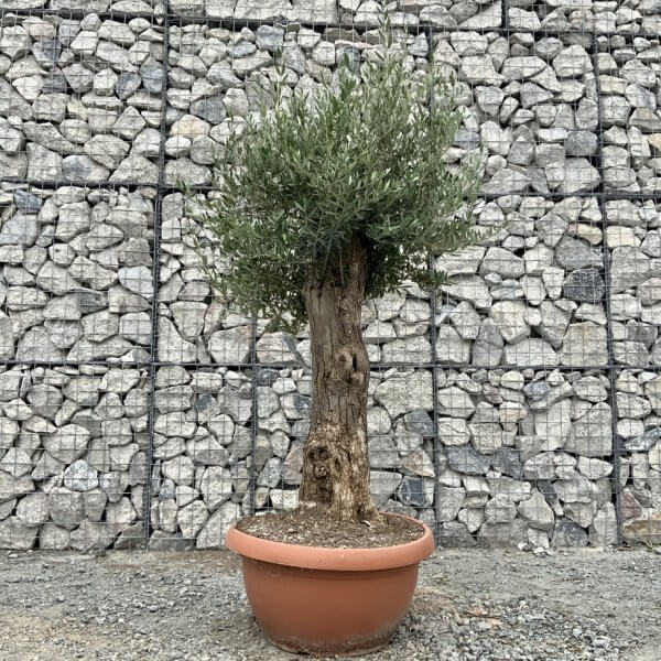 E703 Individual Gnarled Olive Tree (Patio Pot) - F9001C27 259A 45AE A63F 88D7C60C0AB6 1 105 c