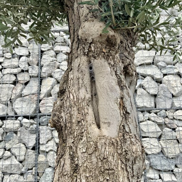 E715 Individual Gnarled Olive Tree (Patio Pot) - FD39632F 5BCE 44FE 82C6 A10372B4E008 1 105 c