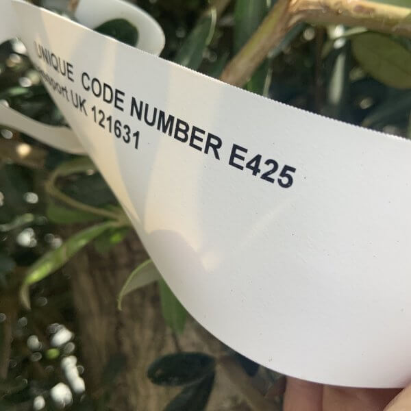 E425 Individual Gnarled Topiary Crown Olive Tree - FD84967F 9D50 42B7 8B7D 0EB02C69CE8A 1 105 c