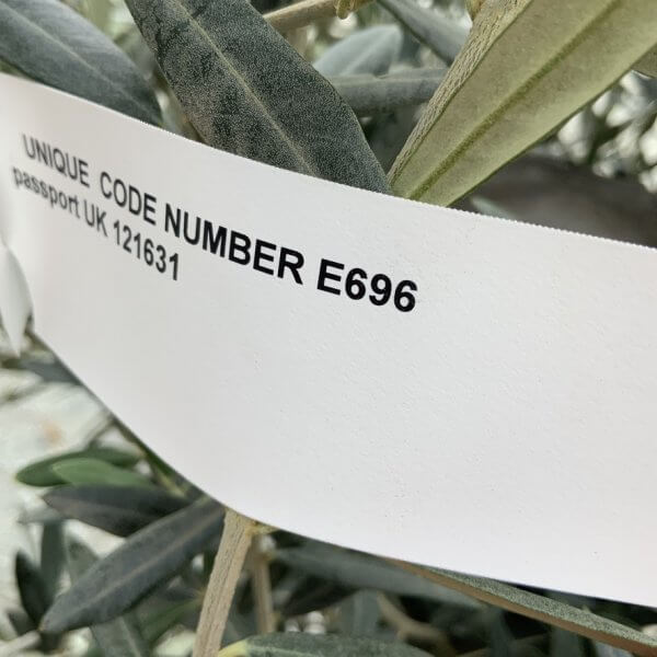 E696 Individual Gnarled Olive Tree (Patio Pot) - FE9BF4B8 81ED 4C2E A733 68291D04C6C7 1 105 c