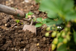 10 June Gardening Jobs You Must Complete - Gardening Hoe