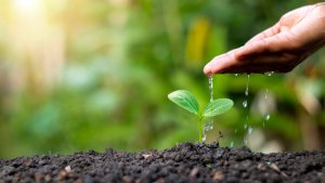 10 June Gardening Jobs You Must Complete - Gently Watered Plants
