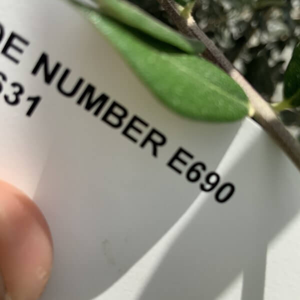 E690 Individual Gnarled Olive Tree (Patio Pot) - IMG 7937 scaled