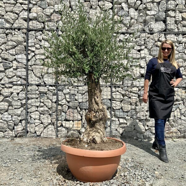 E690 Individual Gnarled Olive Tree (Patio Pot) - IMG 7938 scaled