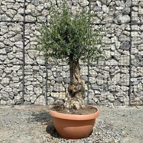 E690 Individual Gnarled Olive Tree (Patio Pot) - IMG 7939 scaled