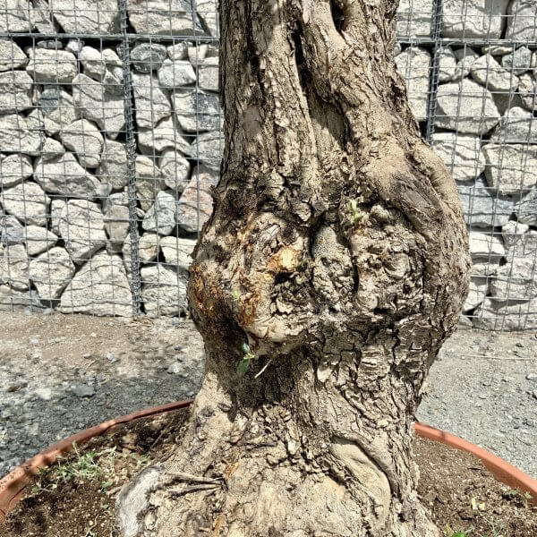 E690 Individual Gnarled Olive Tree (Patio Pot) - IMG 7940 scaled