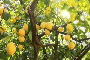 5 Tips To Give Your Garden A Royal Makeover - Lemon tree