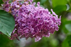 10 June Gardening Jobs You Must Complete - Lilacs