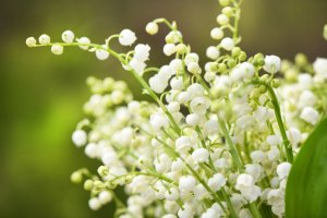 5 Tips To Give Your Garden A Royal Makeover - Lily of the valley