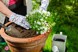 10 June Gardening Jobs You Must Complete - Potted Plants