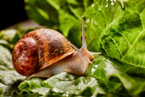 10 June Gardening Jobs You Must Complete - Snail On Plants