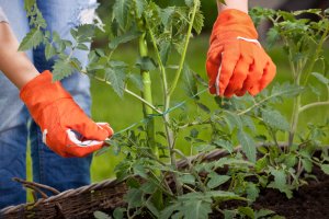 10 June Gardening Jobs You Must Complete - Staking Plants