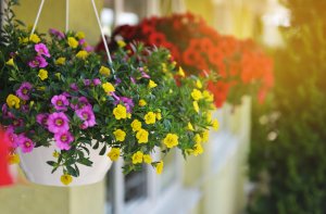 10 June Gardening Jobs You Must Complete - Summer Hangings Baskets