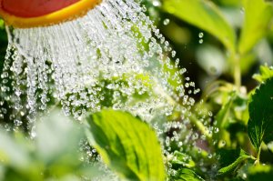 10 June Gardening Jobs You Must Complete - Watering Plants 2