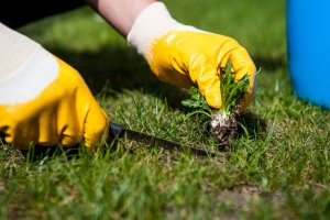 10 June Gardening Jobs You Must Complete - deweeding lawn 2