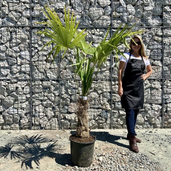 E780 Trachycarpus Fortunei (Chusan palm) - 044BB587 7256 4E4E BDF3 4155A710A1E7 1 105 c