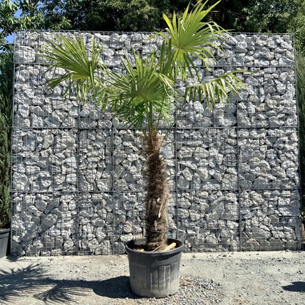E775 Trachycarpus Fortunei (Chusan palm) - 04A74F2E 1D18 4986 99EA C94198BFB8DC scaled