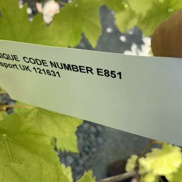 E851 Grape Vine Vitis - 14822E3D EF5D 48F9 B62B 90BB80AA5ACD 1 105 c