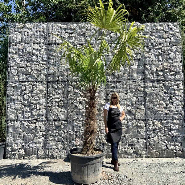 E776 Trachycarpus Fortunei (Chusan palm) - 17AB958B 7B3F 42A8 876A D22E69E348BC scaled