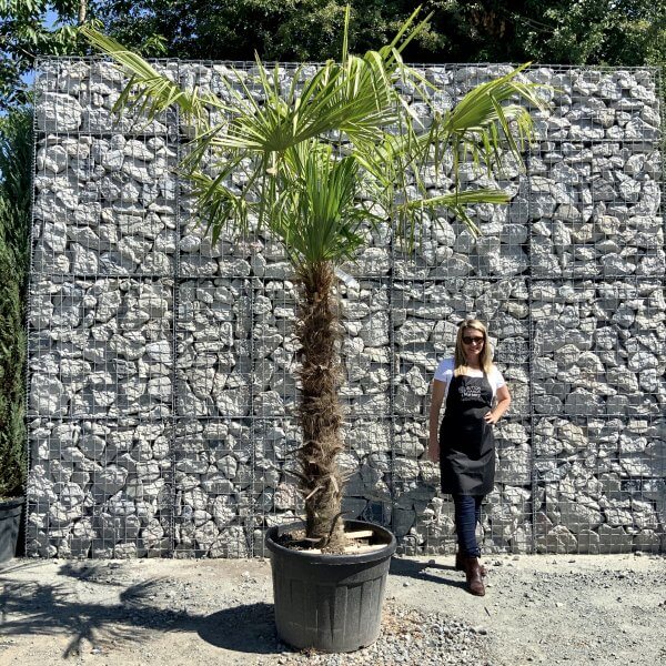 E778 Trachycarpus Fortunei (Chusan palm) - 2029D701 2995 44F6 B7E7 4B1DC3D69634 scaled