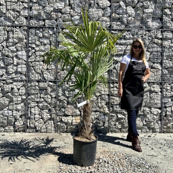 E798 Trachycarpus Fortunei (Chusan palm) - 2CC7521B 9355 4F44 A242 A1A86DA33931 1 105 c