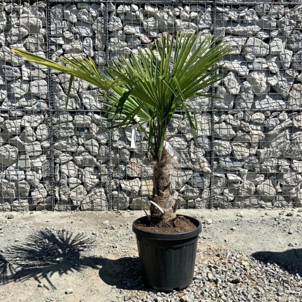 E791 Trachycarpus Fortunei (Chusan palm) - 2E993168 F347 445F 83E7 B83969161658 1 105 c