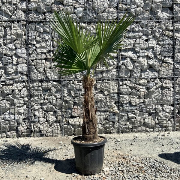E792 Trachycarpus Fortunei (Chusan palm) - 2F9E0889 E6FA 4D7B 9E8E E1F093EA217C 1 105 c