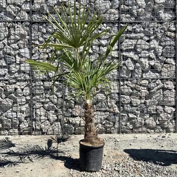 E795 Trachycarpus Fortunei (Chusan palm) - 32CD10EC 9C99 4FF2 B529 09D6896E5703 1 105 c