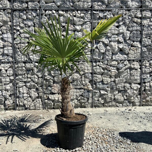 E797 Trachycarpus Fortunei (Chusan palm) - 330AFEF2 5776 4354 B4DF B548E2E9F45C 1 105 c