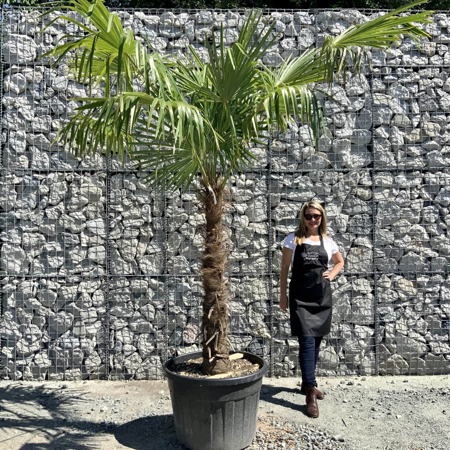 Buy Palm Trees UK For Sale Online Wide Range