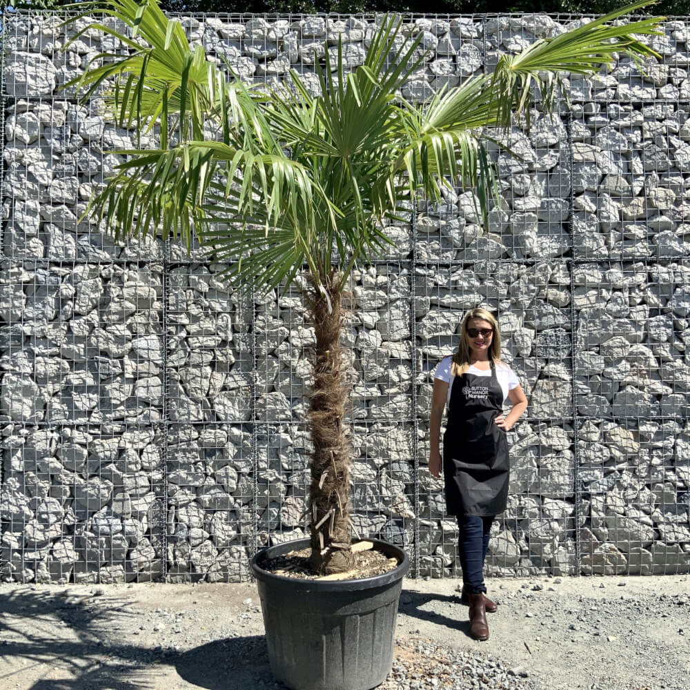 Buy Palm Trees UK For Sale Online Wide Range