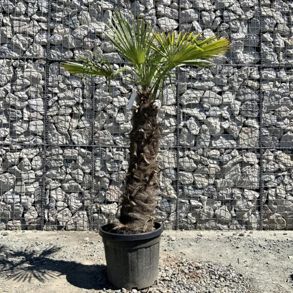 E783 Trachycarpus Fortunei (Chusan palm) - 41C73CBA 10B1 4084 9BCF 22344F69DE33 1 105 c