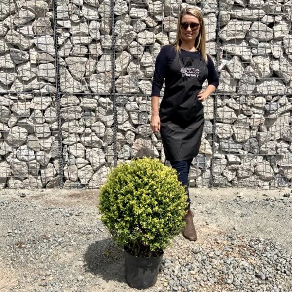 Ilex Crenata Ball 45CM - 4A9F11FE 4D22 4A9A 9A29 201D7DF3A07D 1 105 c