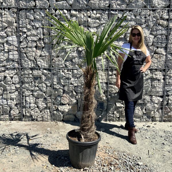 Trachycarpus Fortunei (Chusan palm) TRUNK 60-80cm. - 5EC63AAF 02BC 4669 BA73 B0E24D2F3713 scaled
