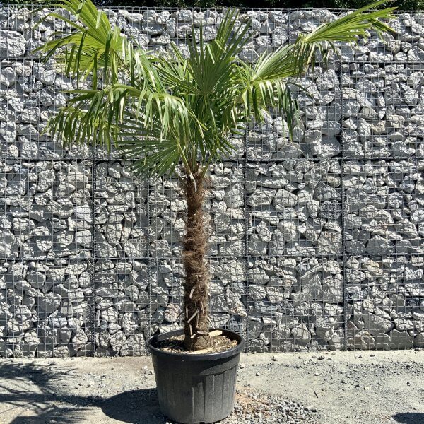E779 Trachycarpus Fortunei (Chusan palm) - 63D4D44C D6E7 44D1 A1B9 E8B34C9CB489 scaled