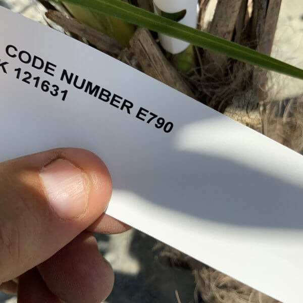 E790 Trachycarpus Fortunei (Chusan palm) - 68146CB7 6A4C 4F0F 8DEA 80D28F60DF15 1 105 c