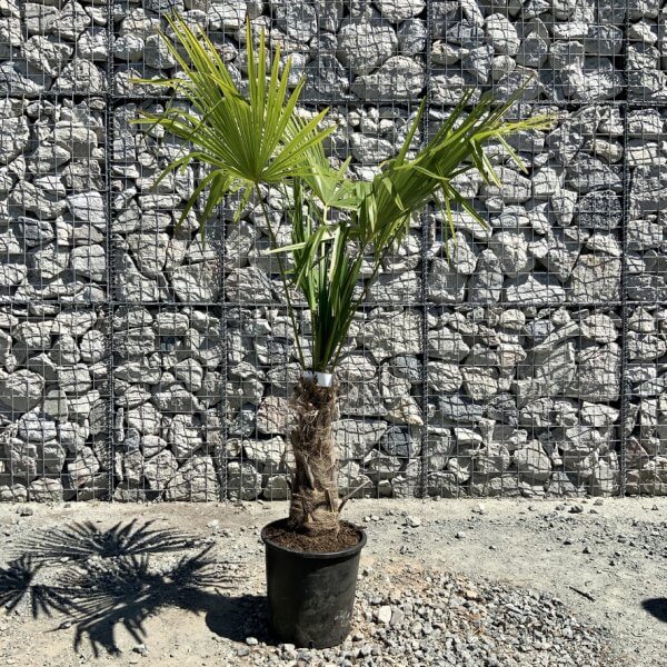 E780 Trachycarpus Fortunei (Chusan palm) - 6933FA4B 94EF 41A6 B0CC 6299250FE482 1 105 c