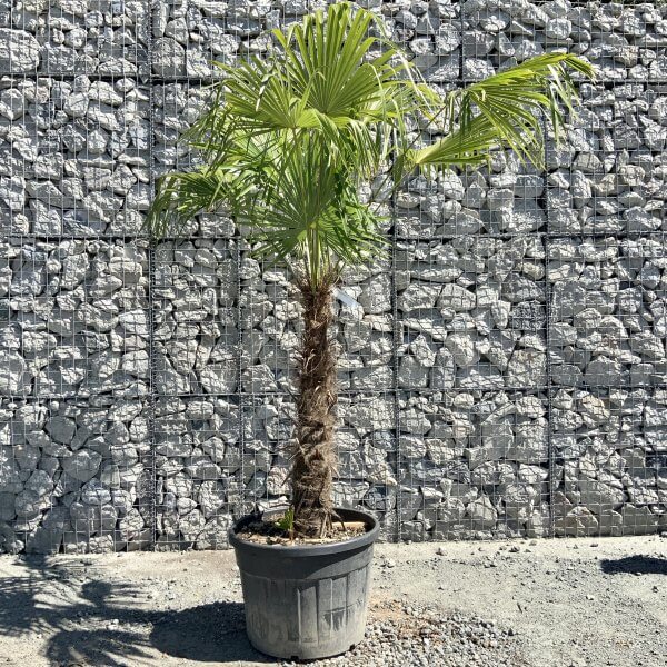 E773 Trachycarpus Fortunei (Chusan palm) - 70D7C175 16BD 4757 8A85 F2C9E114BF3E scaled