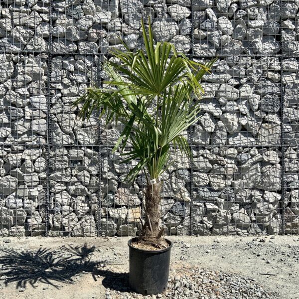 E798 Trachycarpus Fortunei (Chusan palm) - 77DC878A B99B 4FB3 935A 49A3A795FDB1 1 105 c