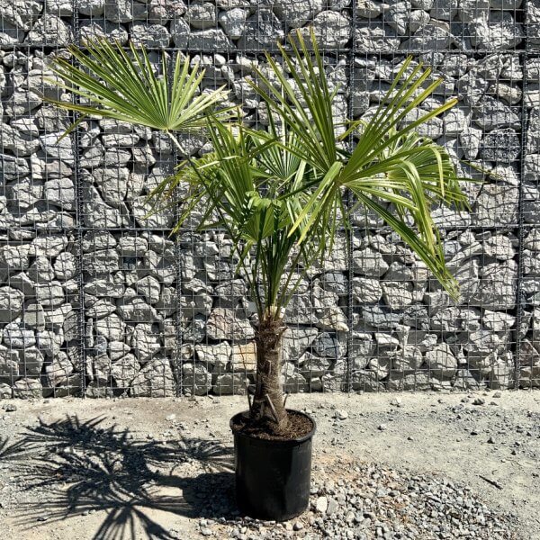 E799 Trachycarpus Fortunei (Chusan palm) - 7E2CFDEE 3AB8 45AB AD91 3EF976AA9FBD 1 105 c